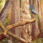 Peacock Nagarahole