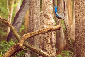 Peacock Nagarahole