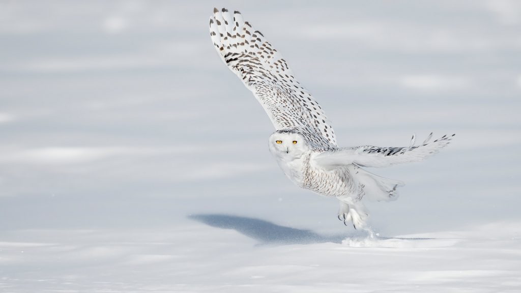Quebec Owl