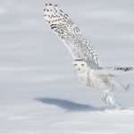 Quebec Owl