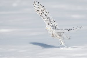 Quebec Owl