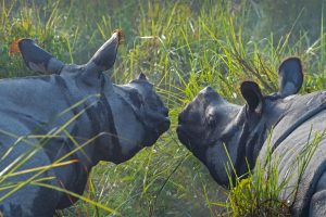 Rhinoceros Unicornis