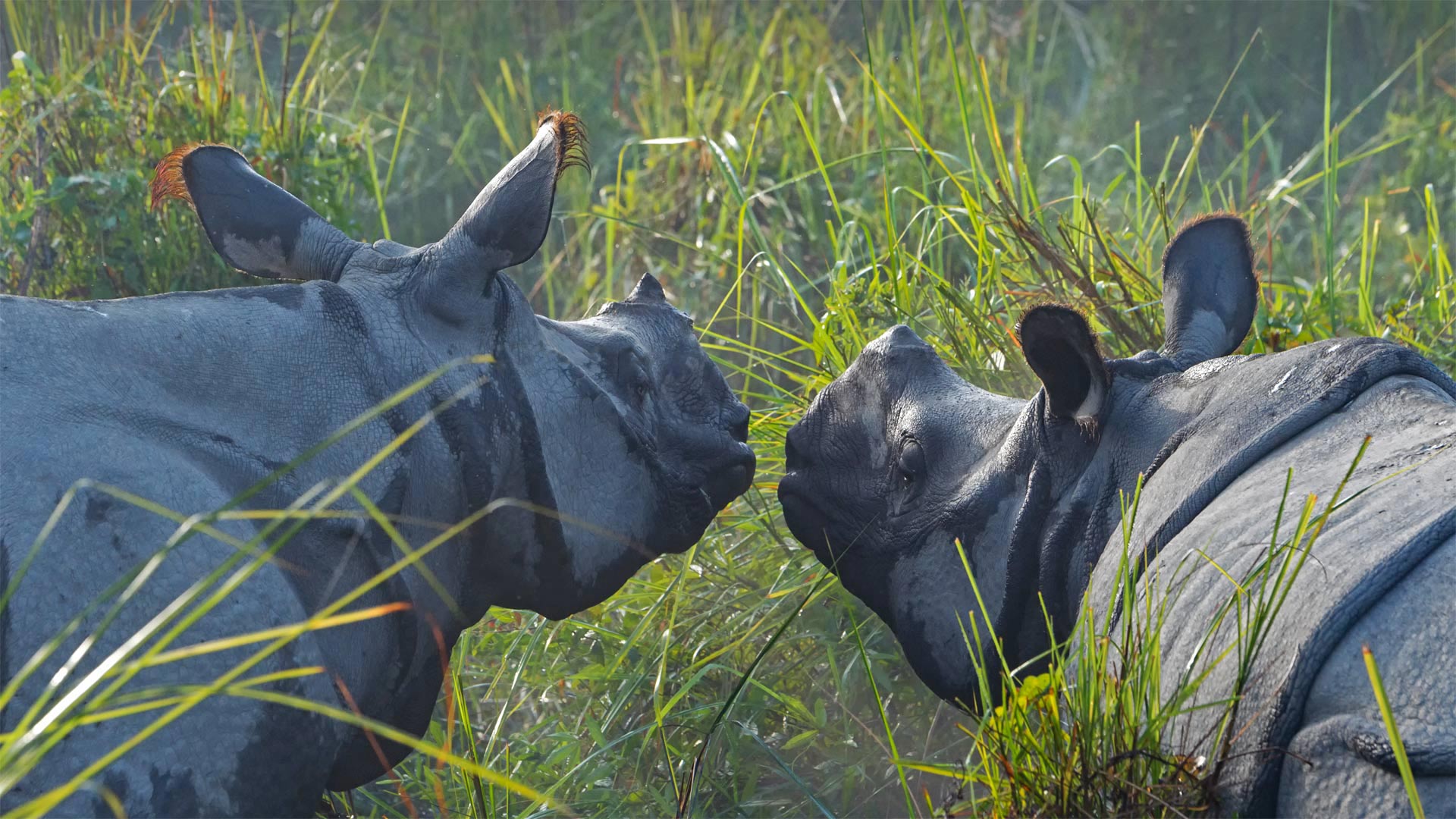 Rhinoceros Unicornis