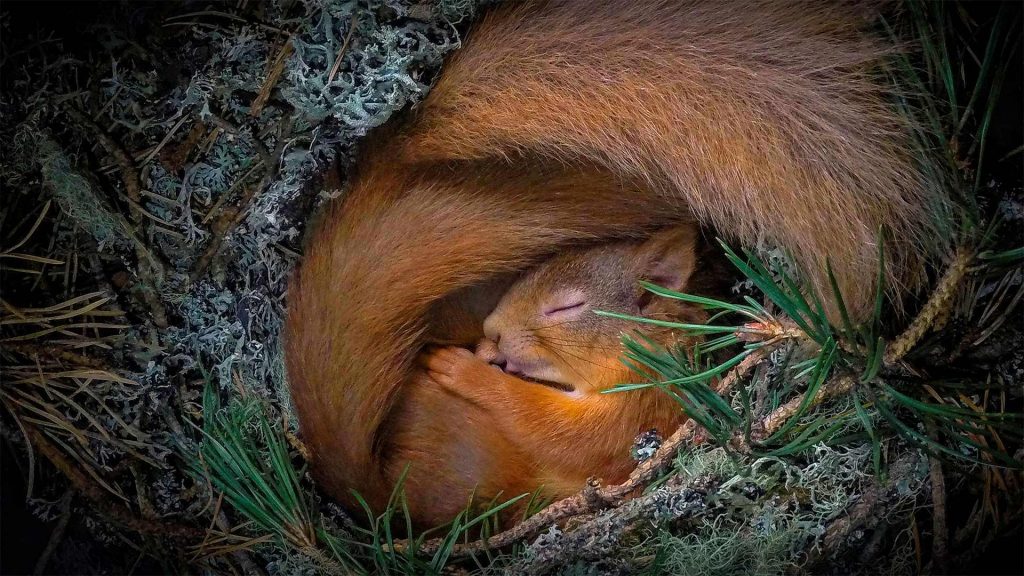 Squirrel Nesting