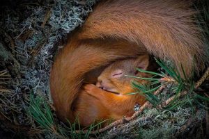 Squirrel Nesting