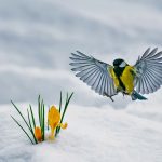 Yellow Crocuses