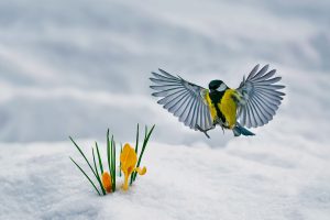 Yellow Crocuses