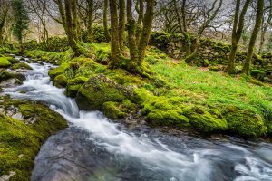 Babbling Brook