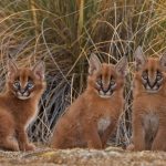 Caracal