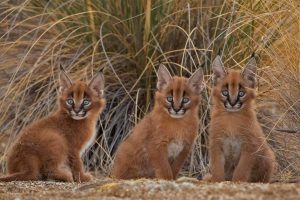 Caracal