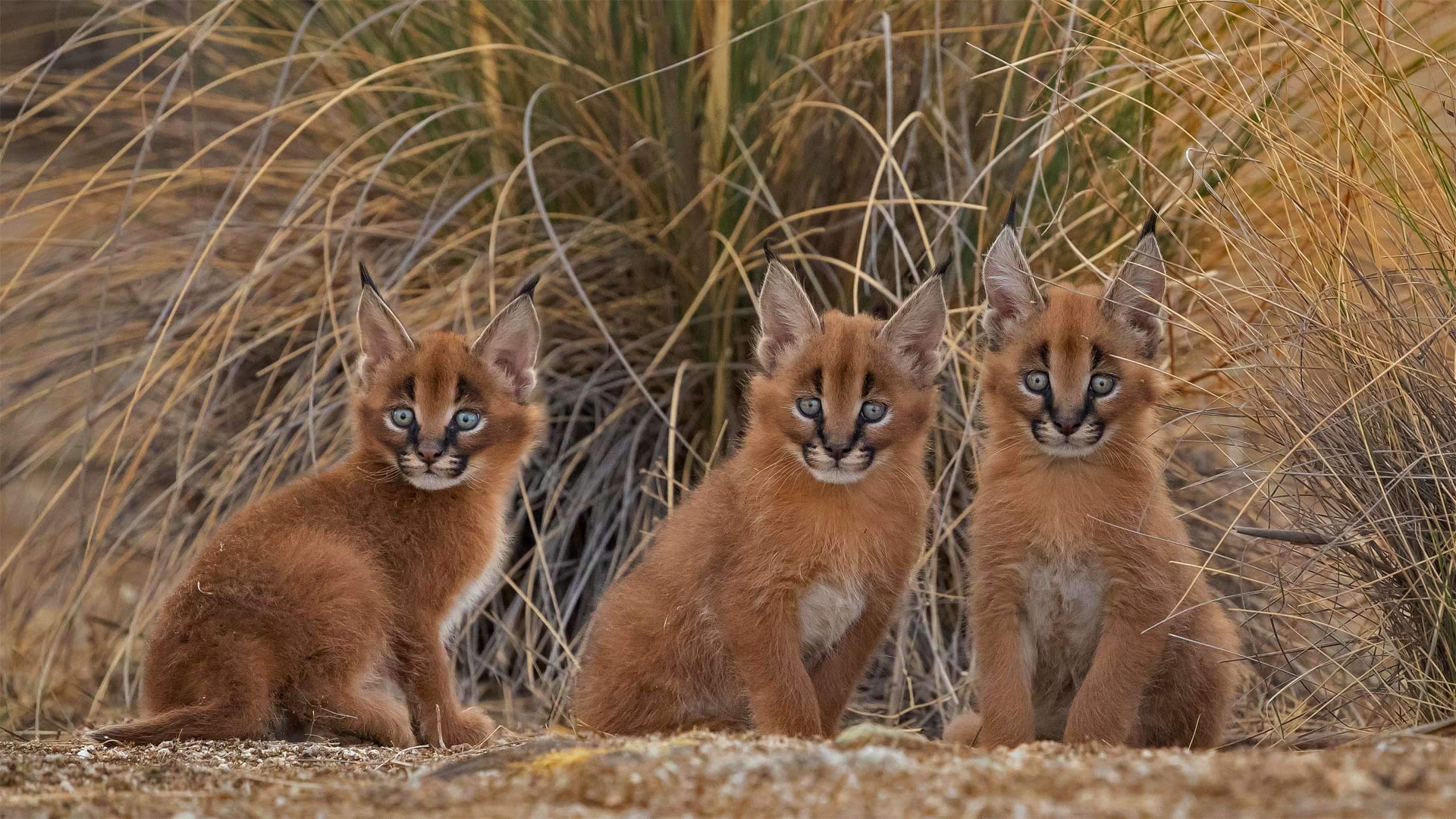 Caracal