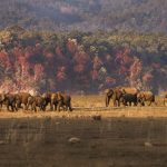 Elephant Jim Corbett