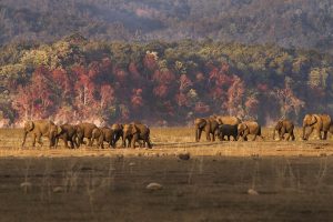 Elephant Jim Corbett