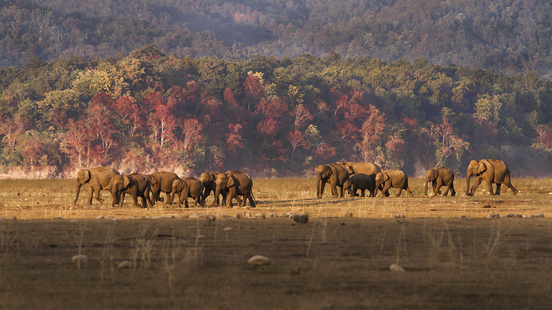 Elephant Jim Corbett