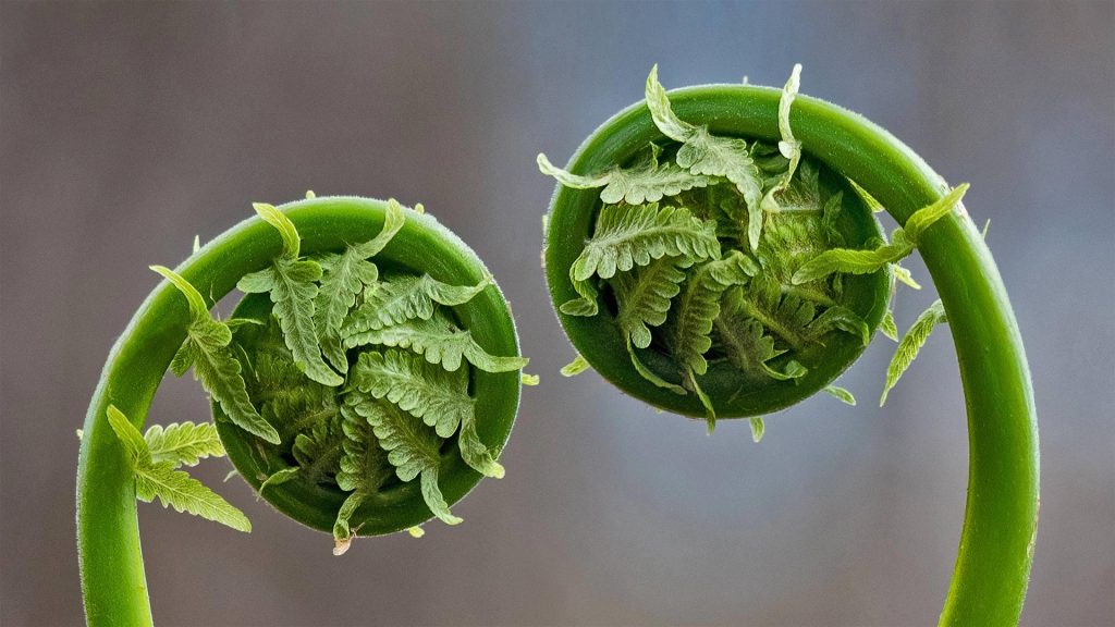 Fern Fronds