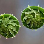 Fern Fronds