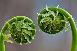 Fern Fronds