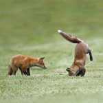 Fox Skills