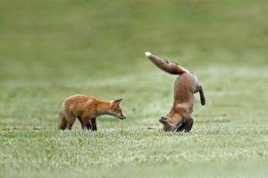 Fox Skills