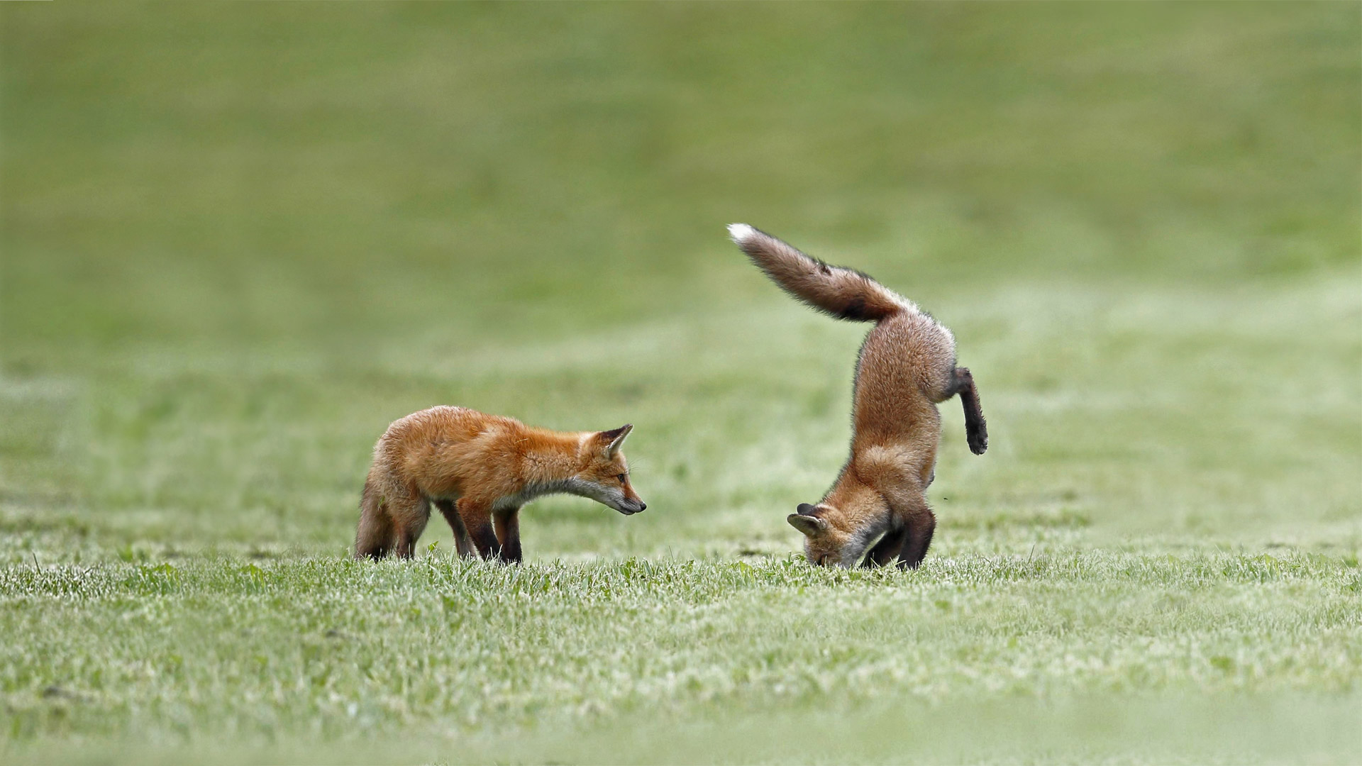 Fox Skills