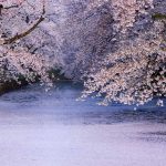 Hirosaki Sakura