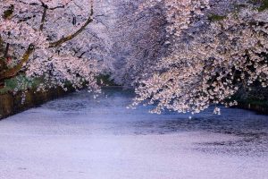 Hirosaki Sakura