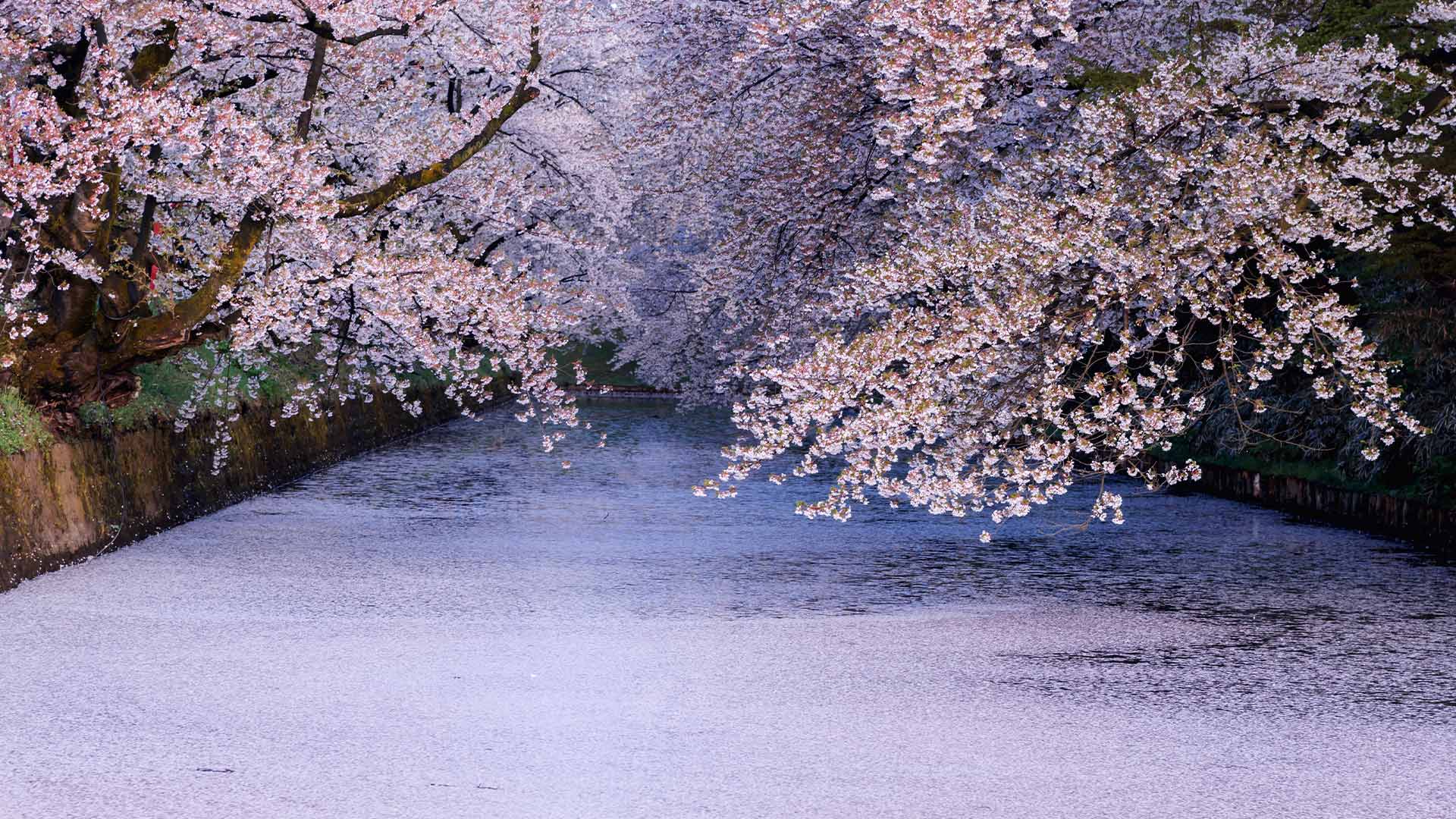 Hirosaki Sakura