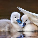 Mute Swan