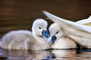 Mute Swan