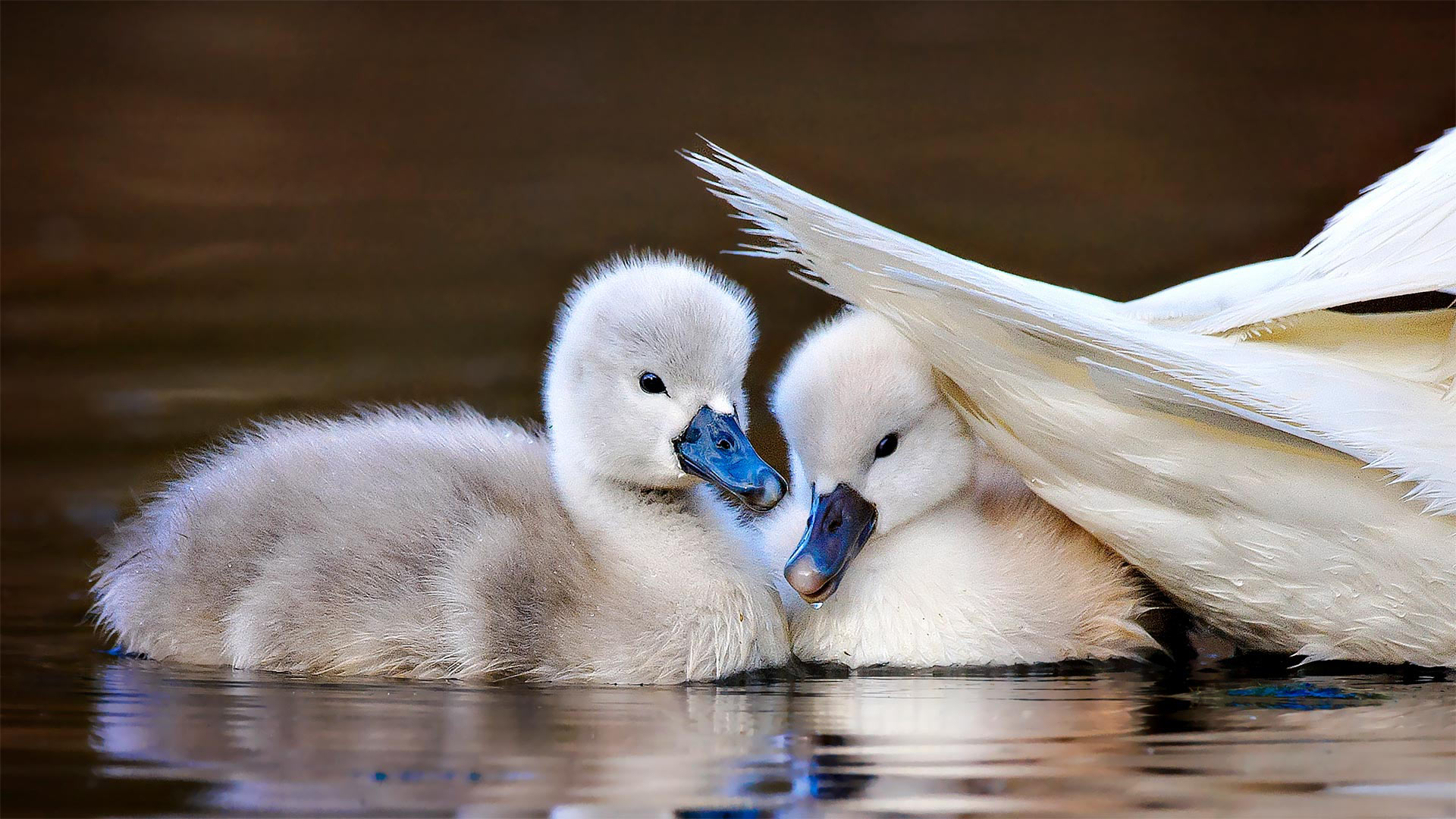 Mute Swan Bing Wallpaper Download