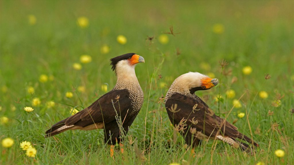 Northern Caracara