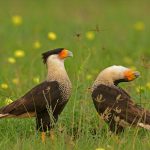 Northern Caracara