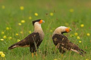 Northern Caracara