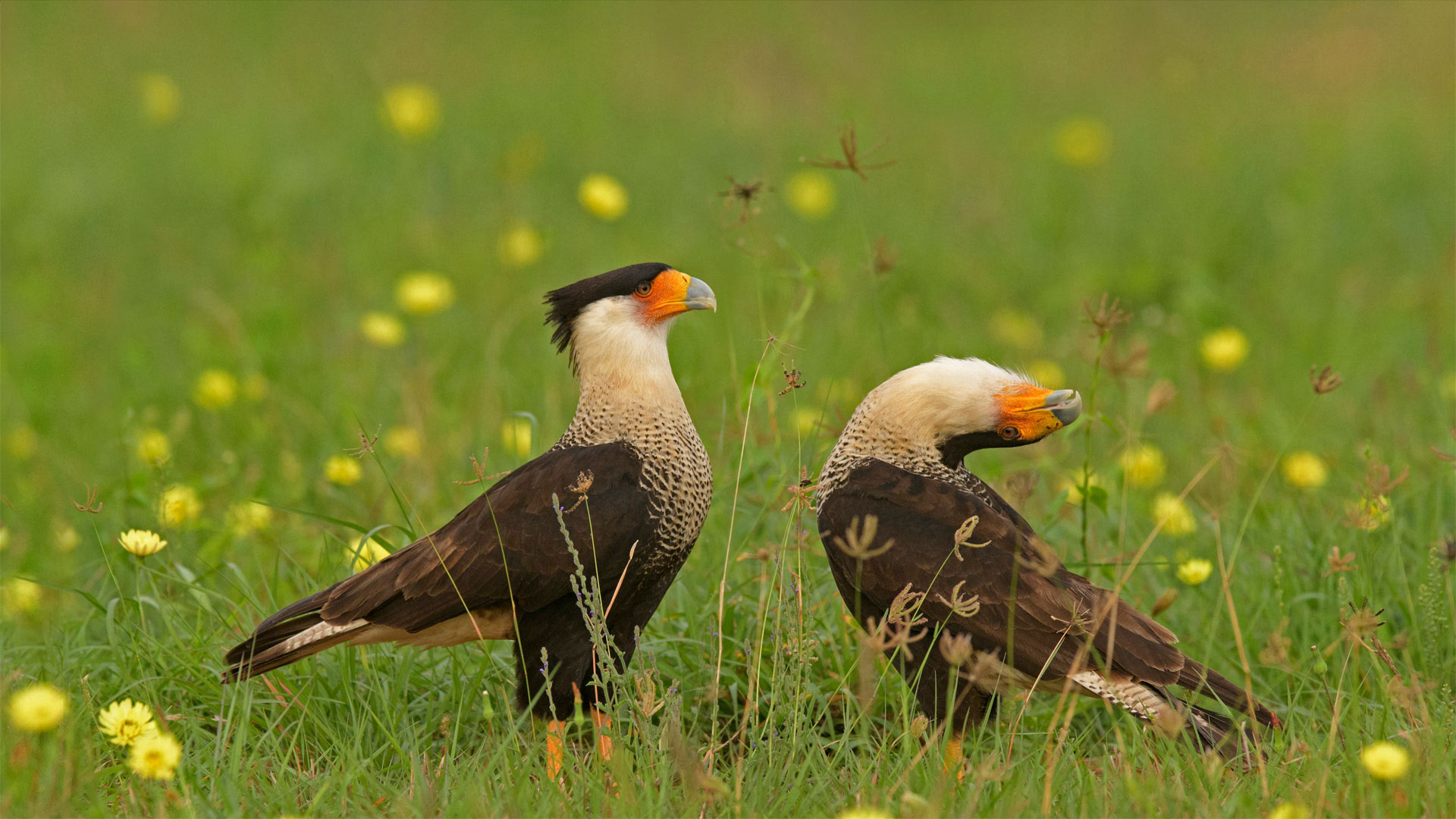 Northern Caracara