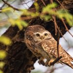 Owlets Keoladeo Park