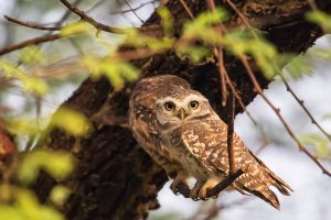 Owlets Keoladeo Park