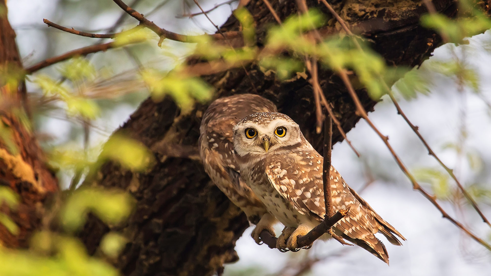 Owlets Keoladeo Park