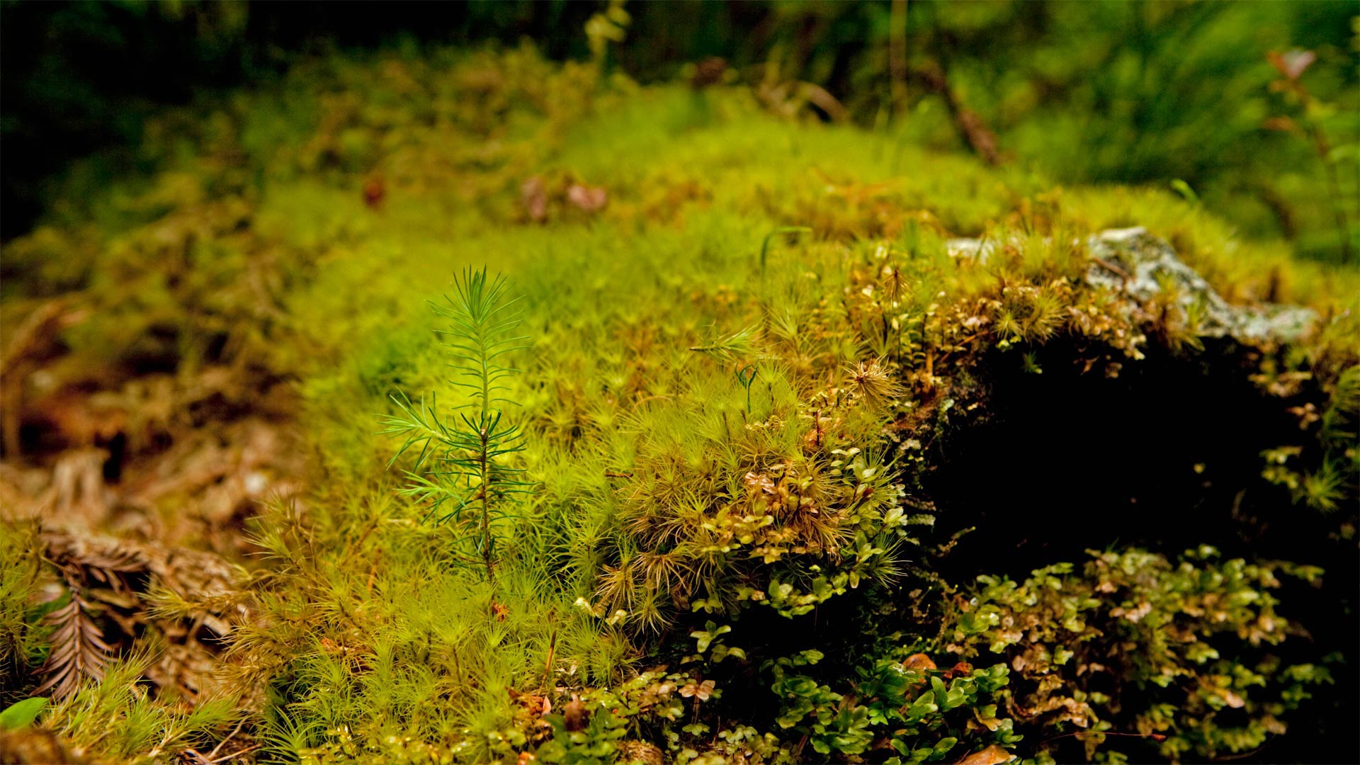 Redwood Sprout