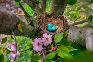 Robins Egg