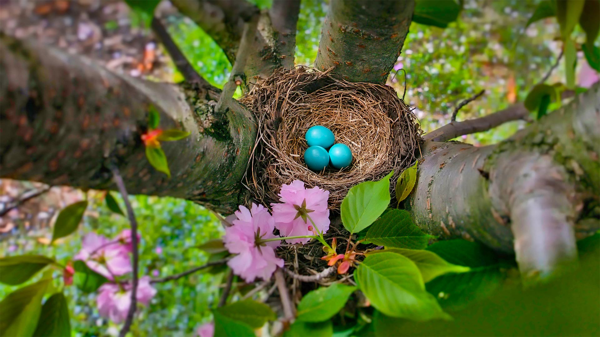 Robins Egg