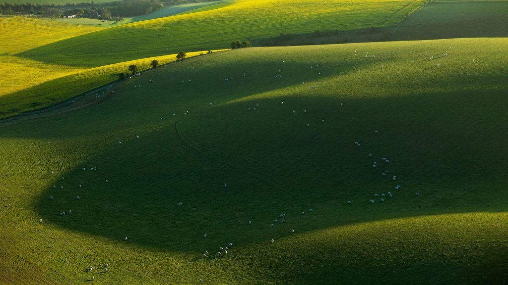 South Downs Sheep