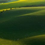 South Downs Sheep