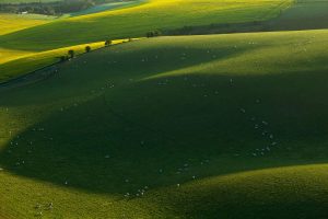 South Downs Sheep