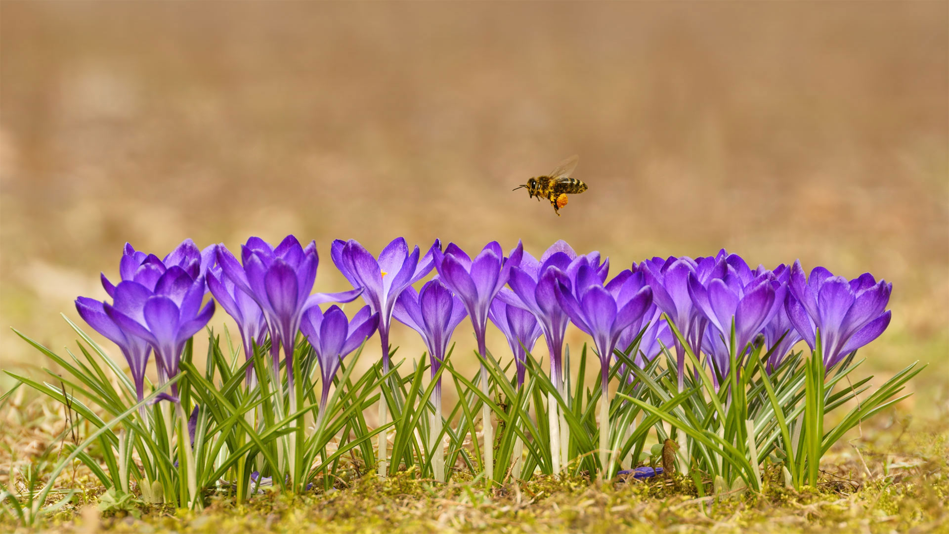 Apis Mellifera