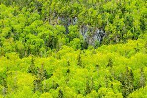 Gros Morne NP