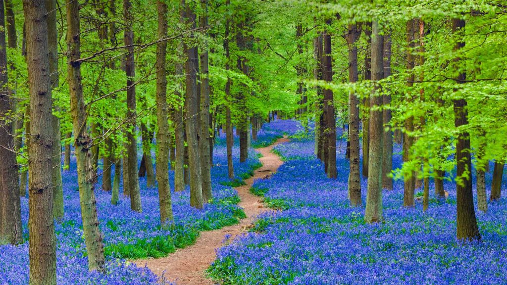 Hertfordshire Bluebells