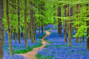 Hertfordshire Bluebells