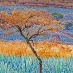 Jalisco Agave