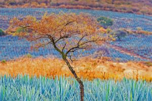 Jalisco Agave