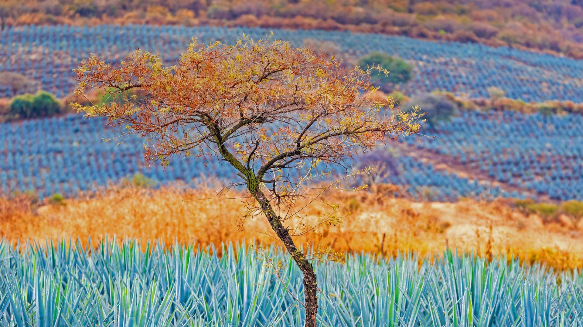 Jalisco Agave